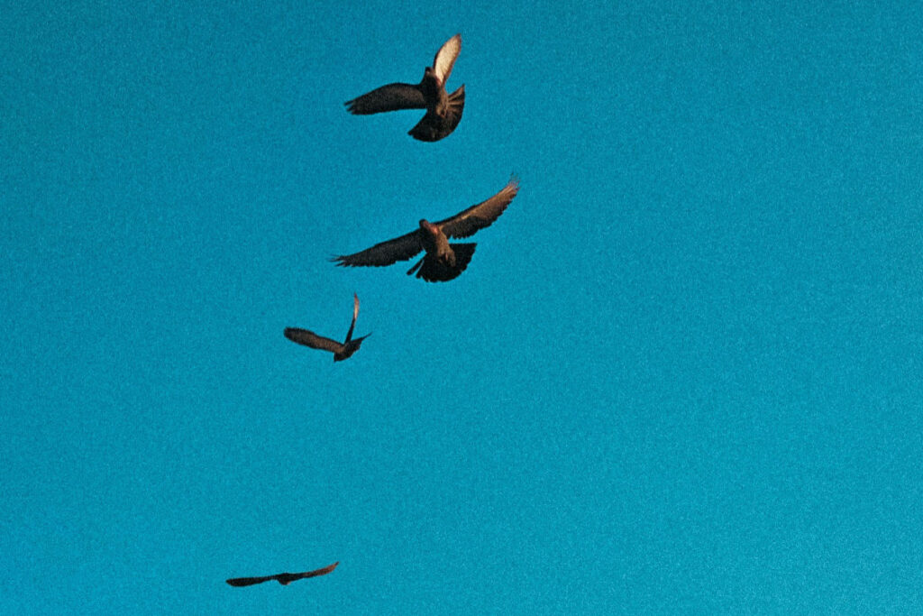 Vögel am Himmel